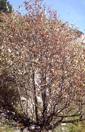 las entrañables  mostayas en el otoño